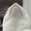 그루밍라운지 | [용품] 냥쌤 쏙쏙 깨비 클리너 후기