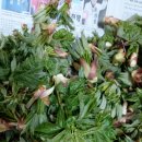 팔괴로2 이미지