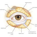 강남케이뷰티성형외과의원 이미지