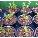 블루베리 비료 3종(보카시1호, 블루미인, 개구리비료) 테스트 시작~ 이미지