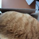 2340 | 람베르츠 쿠키 | 제니쿠키 덕후가 먹어본 솔직 불호 후기