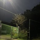 구암동384 | [결혼준비]대구 북구 칠곡 구암동 꽃집 추천 웨딩촬영용 부케 추천/다이소리본으로 셀프안개꽃부케...