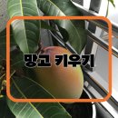 망고태양광 티스토리
