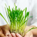 새싹마트 이미지