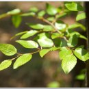 국사봉 누리길 이미지