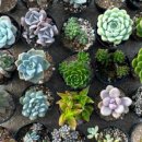 환성농장 이미지