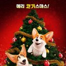 프린스 코기 이미지