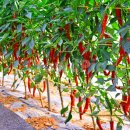 빨간고추 이미지