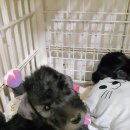 골든블랙123 이미지