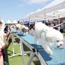 행복하개 반려동물 센터 이미지