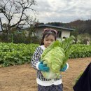 새싹 꼬마농부와 함께 한 배추 무 수확 이미지