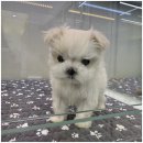 팍스도그트레이닝센터 | 대구도그마루에서의 강아지 분양과 입양 후기: 특별한 경험!