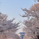 2025 경포 벚꽃 잔치 | 실시간 속초 양양 강릉 동해 삼척 벚꽃 유채꽃 개화 상황