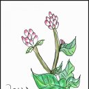 빛나리텔레콤