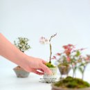 화분속야생화농원