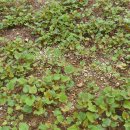 증산-015 이미지