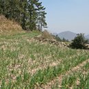 서부해안로(안치) 이미지