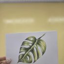 힐링보태니컬아트 이미지