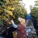 손명수농장 이미지