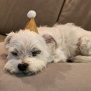 퍼피버스데이 이미지