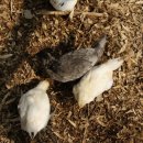 땅골농장 이미지