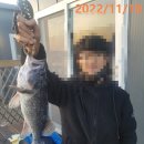 은하수카튠 이미지