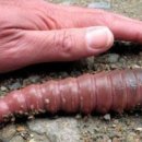 지렁이마을 이미지