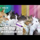조회1회마다 유기묘를 위해 11원씩 기부되는 고양이아이돌 '11키티즈' 뮤비 with 코드쿤스트,미노이 이미지