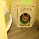 유니포리 이미지