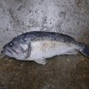 황산초지사계절바다낚시터 이미지