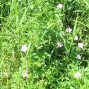 카페수련 이미지