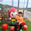 함안 미주 딸기농장 딸기체험