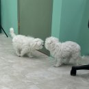 빠찌애견 이미지