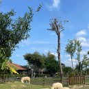 현지목장 이미지