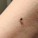 더엘동물의료센터 이미지