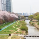 양재천 진입로 인근 이미지
