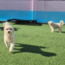 101애견유치원 이미지