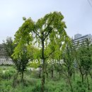 팽나무 Daum카페