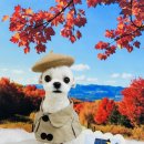 구미산동 애견미용 눈부시개 이미지