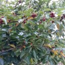 이루농장 이미지