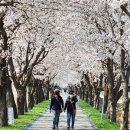 벚꽃길13 이미지