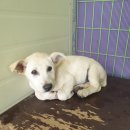 강아지마을 이미지