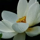독산천 이미지
