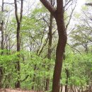 예쁜커피나무 이미지