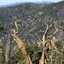 Mt.Baden Powell 8월 16일 25년 이미지