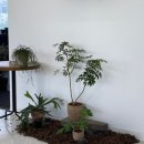 나만의 플랜테리어 이미지