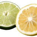 라임 이미지