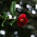 동백아가씨 이미지