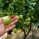 단산농장 이미지