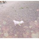 청 애견미용 이미지